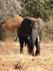 Elephant Sanctuary Hazyview