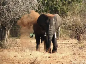 The Elephant Sanctuary