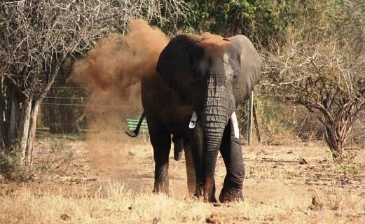 Elephant Sanctuary, Hazyview