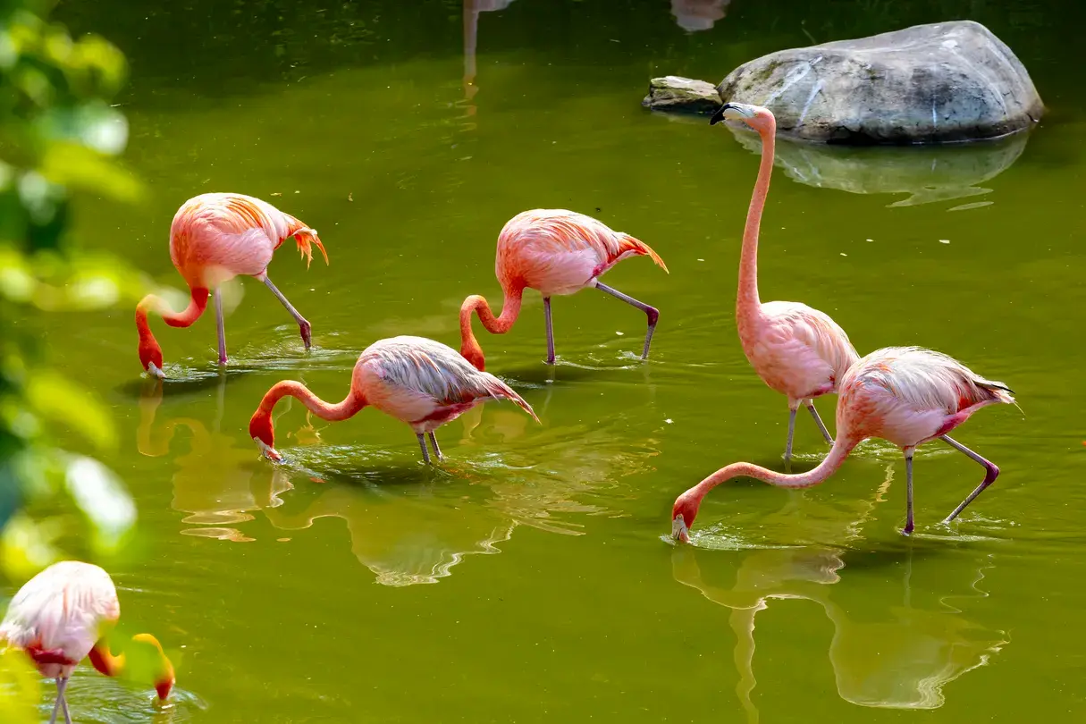 5_富國島珍珠野生動物園