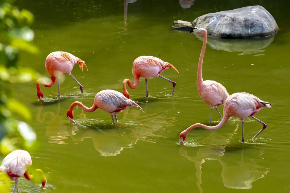 5_Vinpearl Safari Phu Quoc