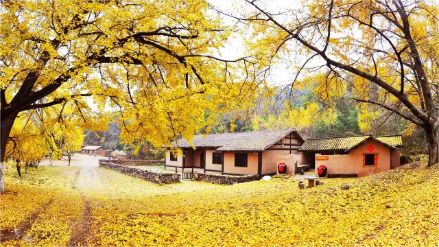Ginkgo Trees in Suizhou
