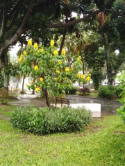 San Martín Park