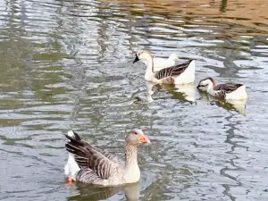 Baihu Mountain Zoo