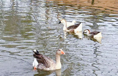 Baihu Mountain Zoo