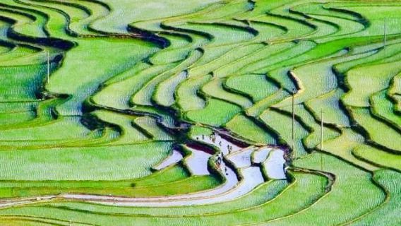 Baping Terraces