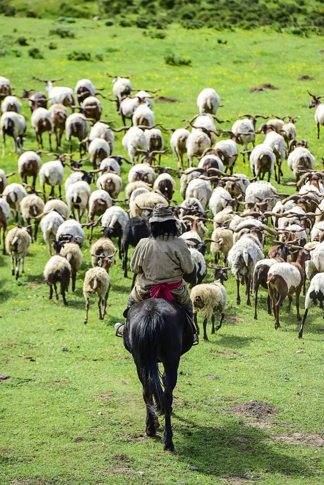 Nomadic Experiences in Gannan