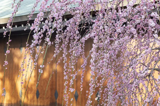 Plum Blossom Viewing in Kyoto