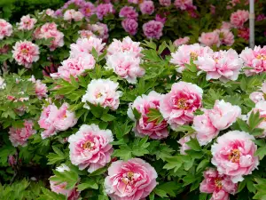 China National Flower Garden