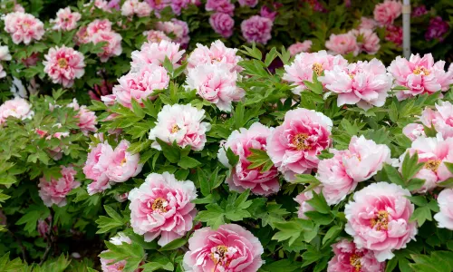 China National Flower Garden