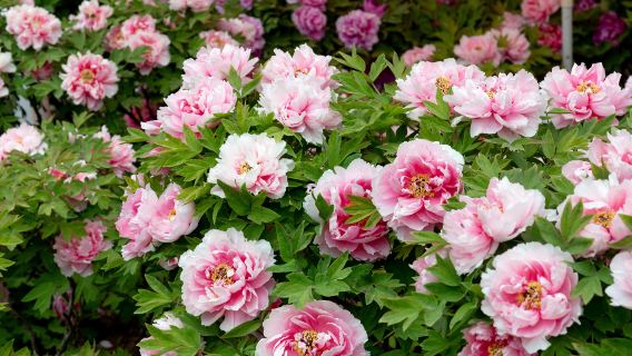 China National Flower Garden