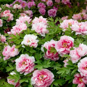 China National Flower Garden