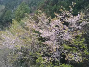 Popular Spring Outings in Yilan