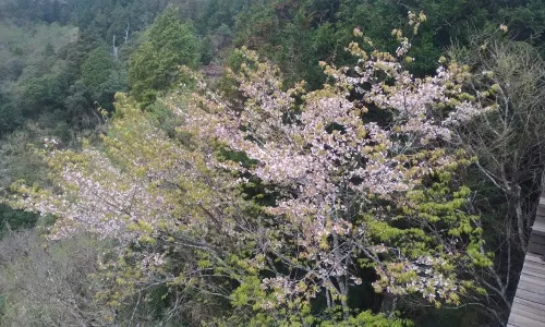 Taipingshan National Forest Recreation Area