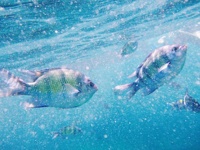 Island get away to Poda Island