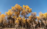 Tarim Populus Euphratica National Forest Park