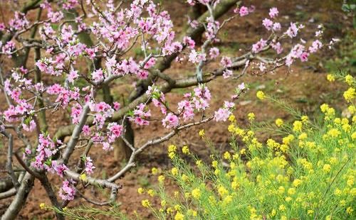 广汉松林桃花也是广汉的一大景观。阳春三月，松林镇桃花怒放，层
