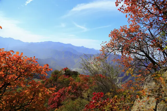 Fall Foliage Sightseeing in Xi'an