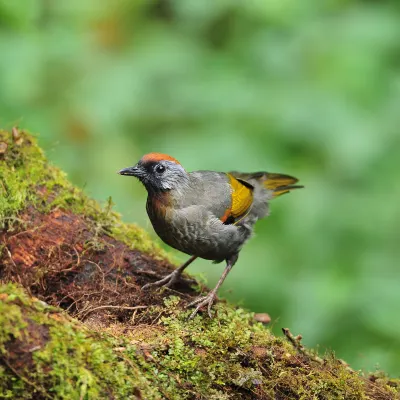 Отели рядом с достопримечательностью «Букит Бинтанг»