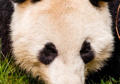 Zoológico de Memphis