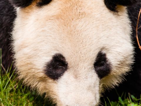 Hotels near Freed-Hardeman University