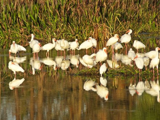 Pan'an Lake Wetland Park