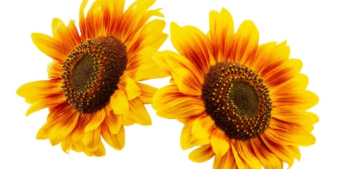 大空町向日葵花田