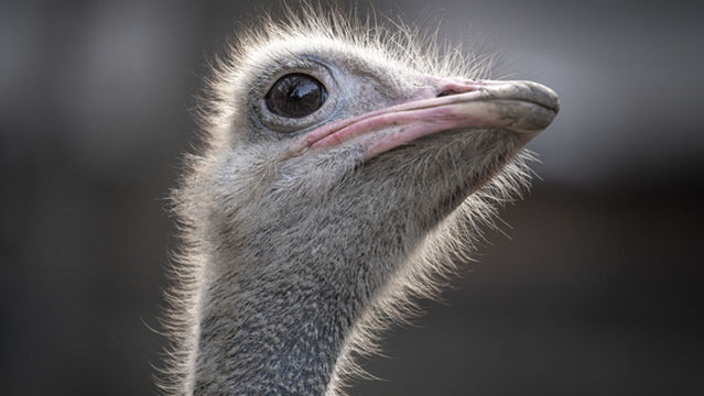 Chuandong Ecology Zoo