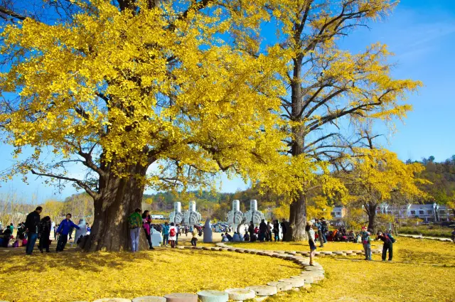 Ginkgo Trees in Suizhou