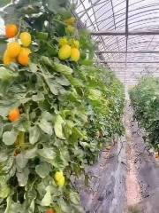 BioFarm organic farms