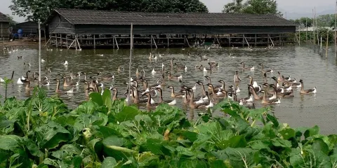 清遠市清城區龍塘鎮清泉生態養殖場