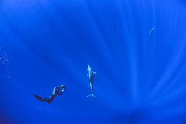 Hawaii Diving Experience