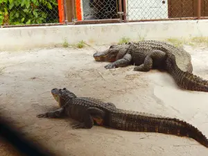 Wild Florida Airboats & Gator Park