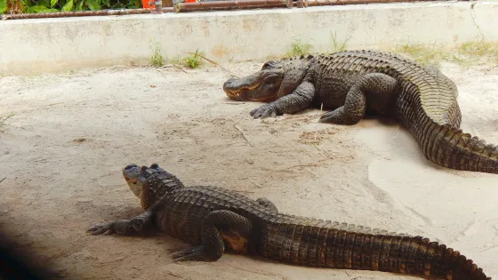 Wild Florida Airboats & Gator Park