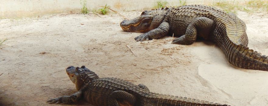 Wild Florida Airboats & Gator Park