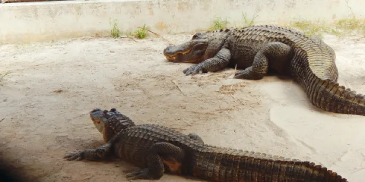 Wild Florida Airboats