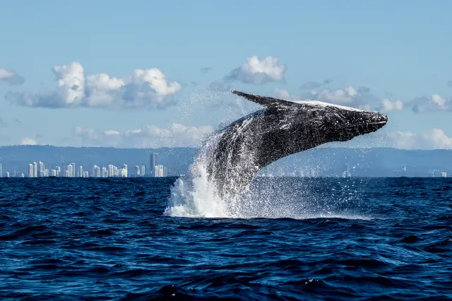 Whale Watching At Sea in Gold Coast