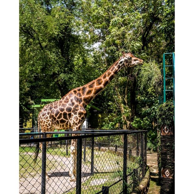 Surabaya's Zoo