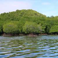 Bounty of mangrove