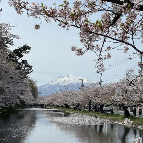 桜絶景写真を撮るなら青森!弘前!