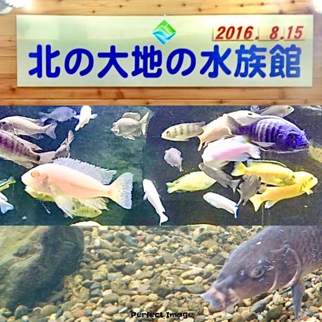 山の水族館