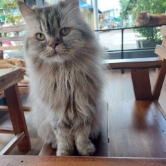 Cat 'n' A Cup Cat Cafe ảnh của người dùng