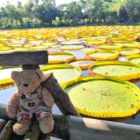สวนบัว​อมรัตน์​  พิษณุโลก​