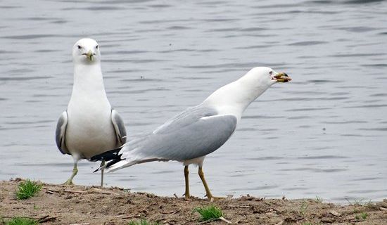 Alyoshkinskiy Forest