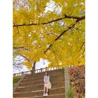 最美的赏秋地...大阪城公園
