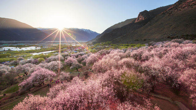 Peach Blossom Viewing in Nyingchi