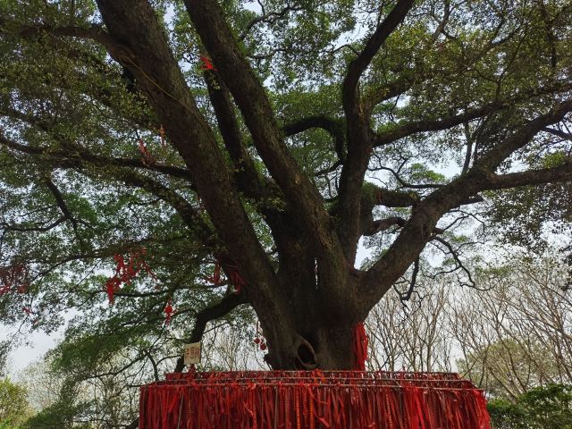Guangdong Shenguangshan Forest Park