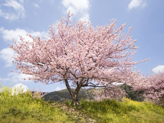 無量山櫻花谷