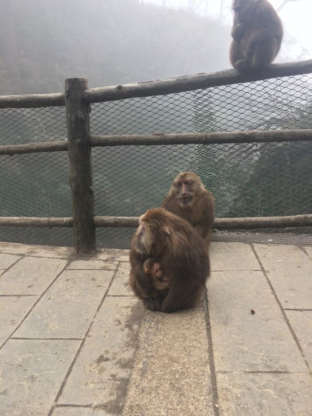 Emei Mountain