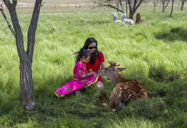 Sika Deer Feeding in Chifeng